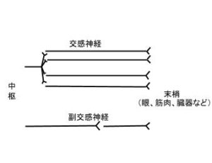 自律神経系 | 薬学まとめました